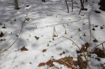 is mid-April too early to emerge?