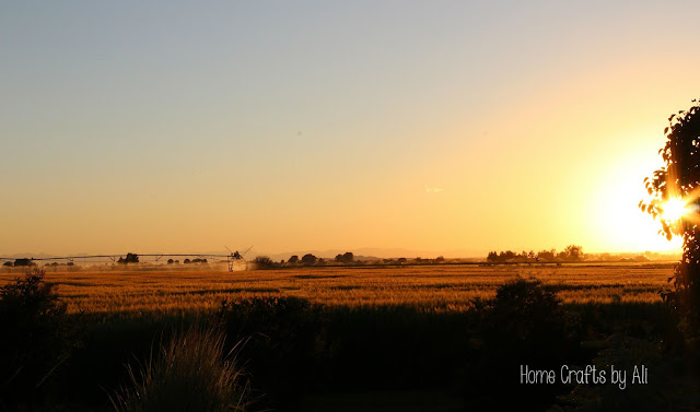 sunset light on the fields