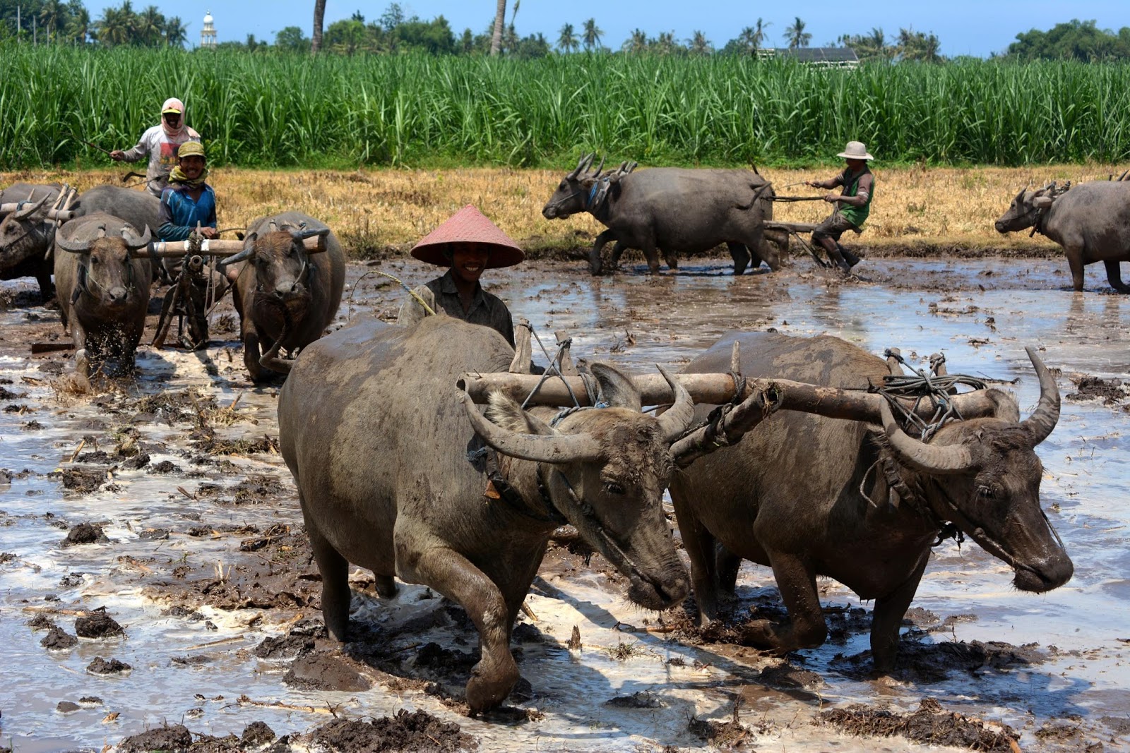 Petani Membajak  Sawah  Pertanian Seputar Semarang