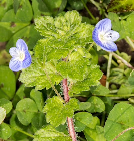 Common Field Speedwell, Veronica persica.  Saville Row, Hayes, on 13 April 2014.