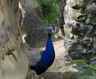 aves en el palmeral