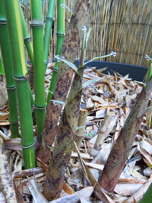 Plein de nouveaux turions sur Phyllostachys bambusoides 'Mixta' (pot de 160 litres)