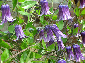 Clematis