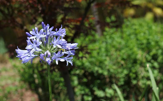 African Lily Flowers Pictures