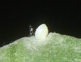 Plain tiger butterfly egg picture