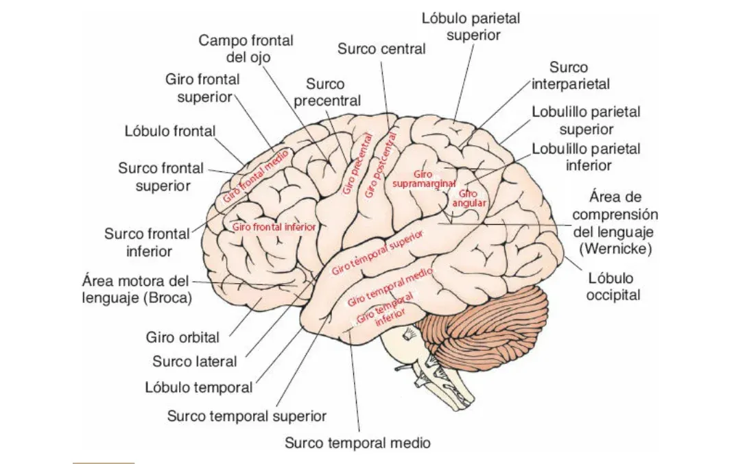 Lippincott. Neuroanatomía de bolsillo. PDF