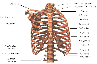 Resultado de imagen de esternón, las clavículas, los omóplatos y la pelvis.