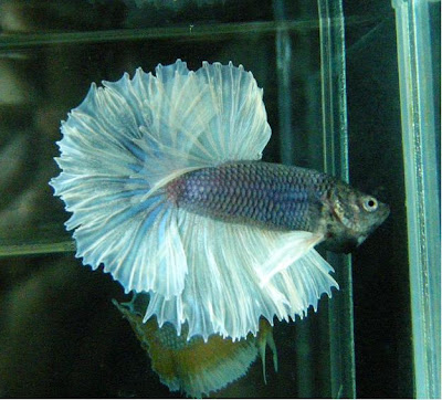 sky hawk halfmoon betta fish