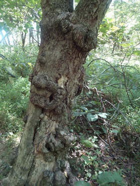 DSC00633