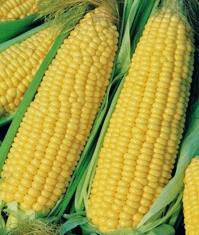 jagung