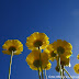 A World in Rebirth | The Angels via Ann Albers