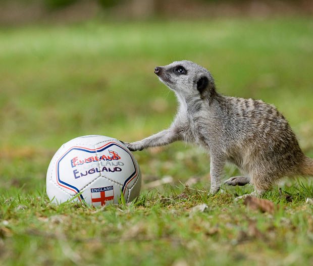 Funny animals playing soccer/football, funny animals, euro 2012, animals play football, animals play soccer