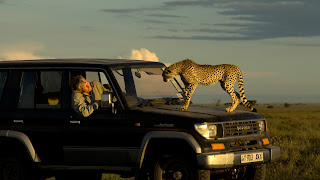 cheetah on front bonnet of jeep