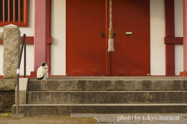 野良猫写真