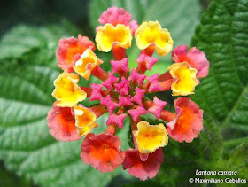 Camará Lantana camara