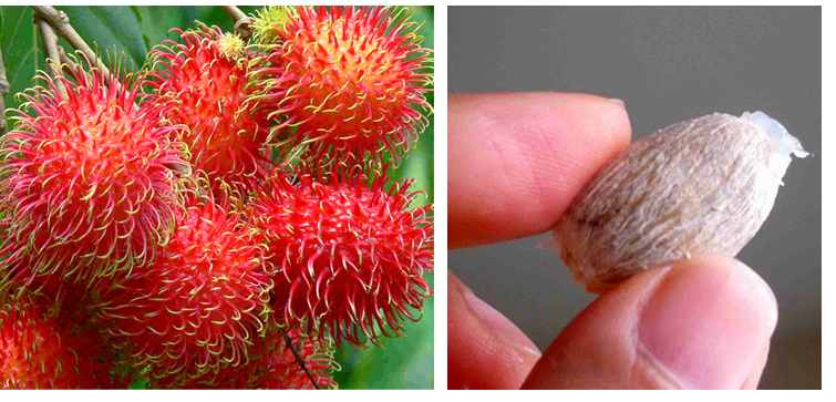 Inspirasi Terkini Bahasa Inggris Rambutan