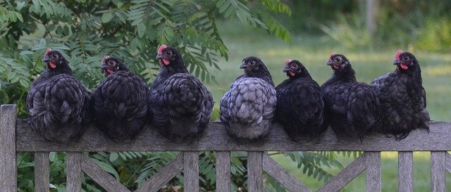 usaha ayam kampung intensif