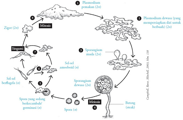 Siklus hidup jamur lendir (Myxomicotina)