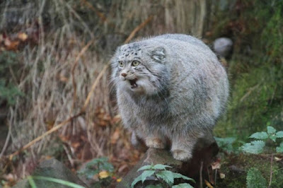 Pallas Cat Kucing Hantu Yang Hampir Punah