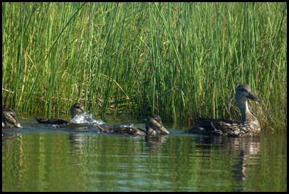 Northeast Creek 073