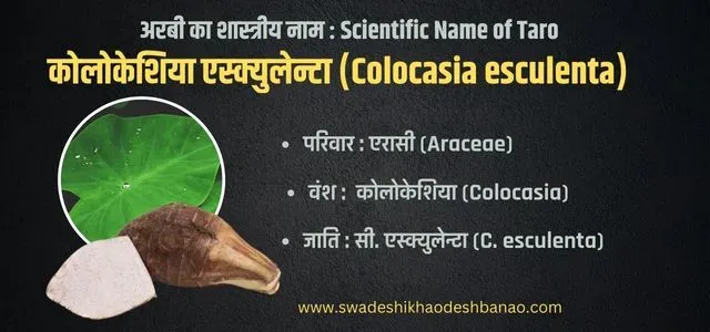 Scientifc name of taro vegetable in Hindi