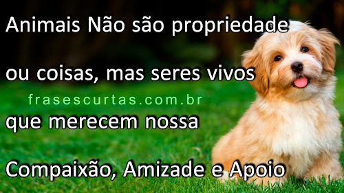 Os animais não são propriedade ou coisas, mas seres vivos merecem nossa compaixão, respeito, amizade e apoio