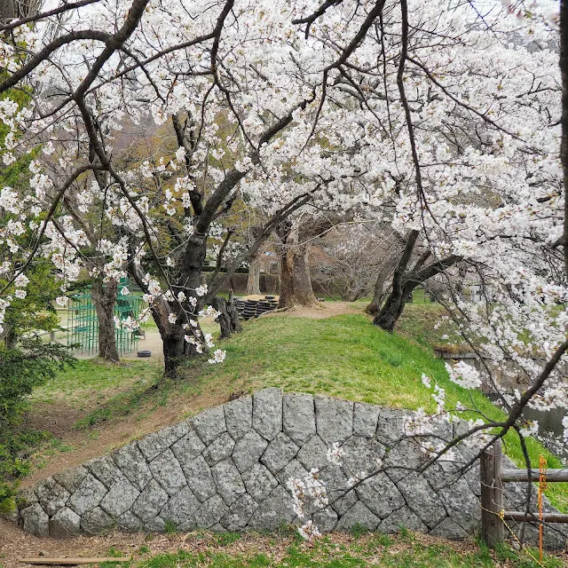 龍岡城五稜郭　桜