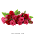 Beautiful Rose Flower PNG Images Free Download‏