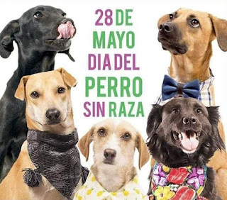 El Día del Perro sin Raza: Celebrando a Nuestros Fieles Compañeros