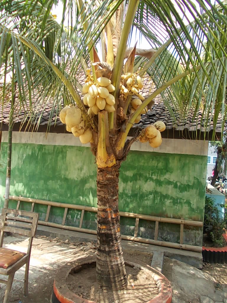 Jual Pohon  Kelapa  Gading Murah Pohon  Kelapa  Kuning 