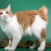 American bobtail cat full info Grooming, Health, History and many more