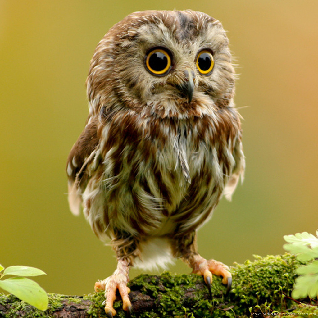 30 Stunning Owl Pictures That Will Inspire You – Themes Company