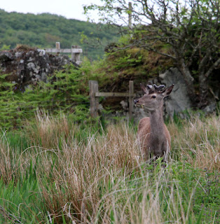 A deer munching by the side of the road