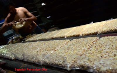 Cara Membuat Tempe, Produk Indonesia yang Mendunia