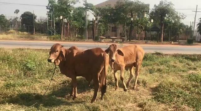 Tak Bisa Kendalikan Berahi, Pria Setubuhi Sapi di Siang Bolong