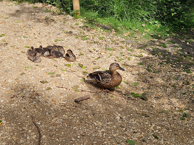 Image of female mallard duck with her chicks settled down for a rest on a pale sandy path