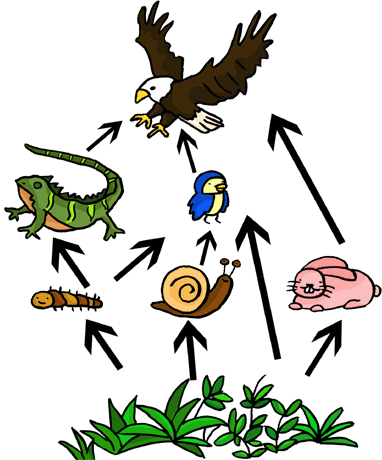 house marine food chain Simple Food Web Examples. house marine food chain