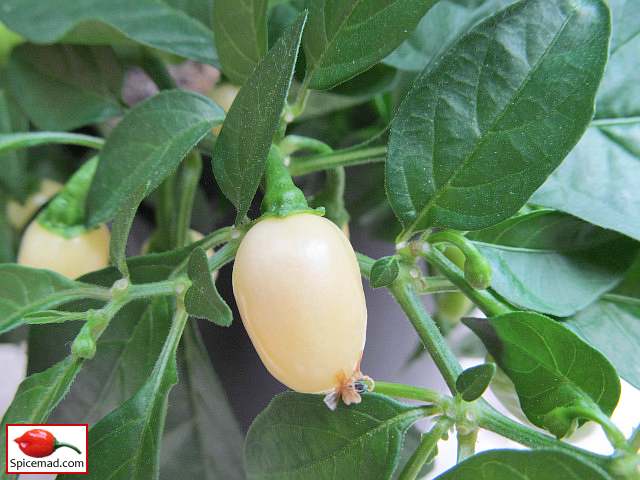 Peruvian White Habanero - 28th August 2022