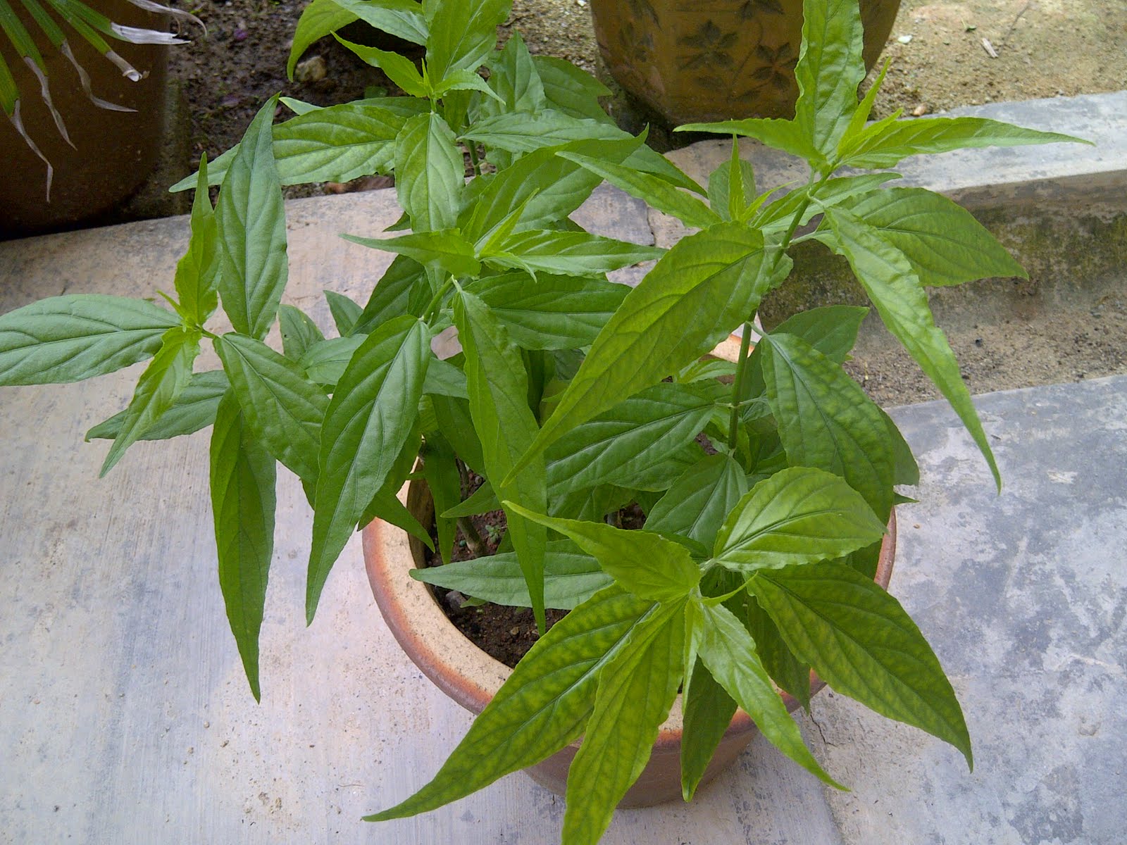 Pokok Belalai Gajah Nama  Sains Clinacanthus nutans 