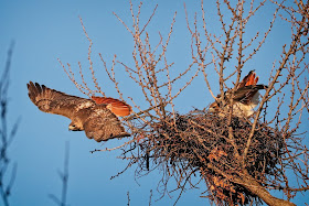 Christo dives off the nest.