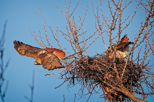 Christo dives off the nest.