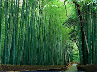 Bamboo Nature3