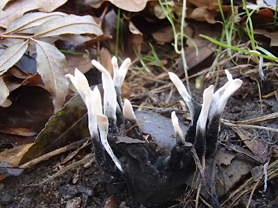 Próchnilec-gałęzisty - Xylaria hypoxylon