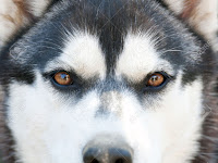 Libro De Los Ojos Del Perro Siberiano