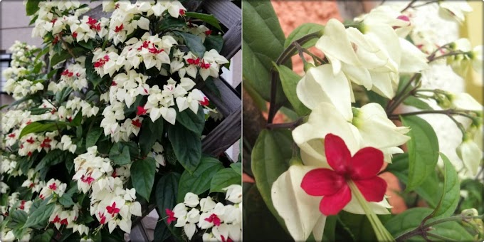 How To Grow Bleeding Heart Vines