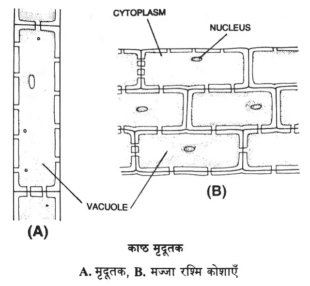 दारु या जाइलम (Xylem) : परिभाषा, भाग, कार्य|hindi