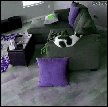 Funny Cat GIF • Clumsy cat sleeps on couch and suddenly falls on the floor [ok-cats.com]
