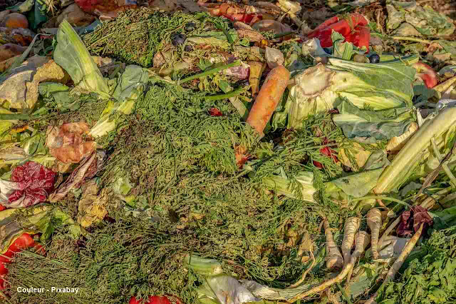 Desperdícios de alimentos.