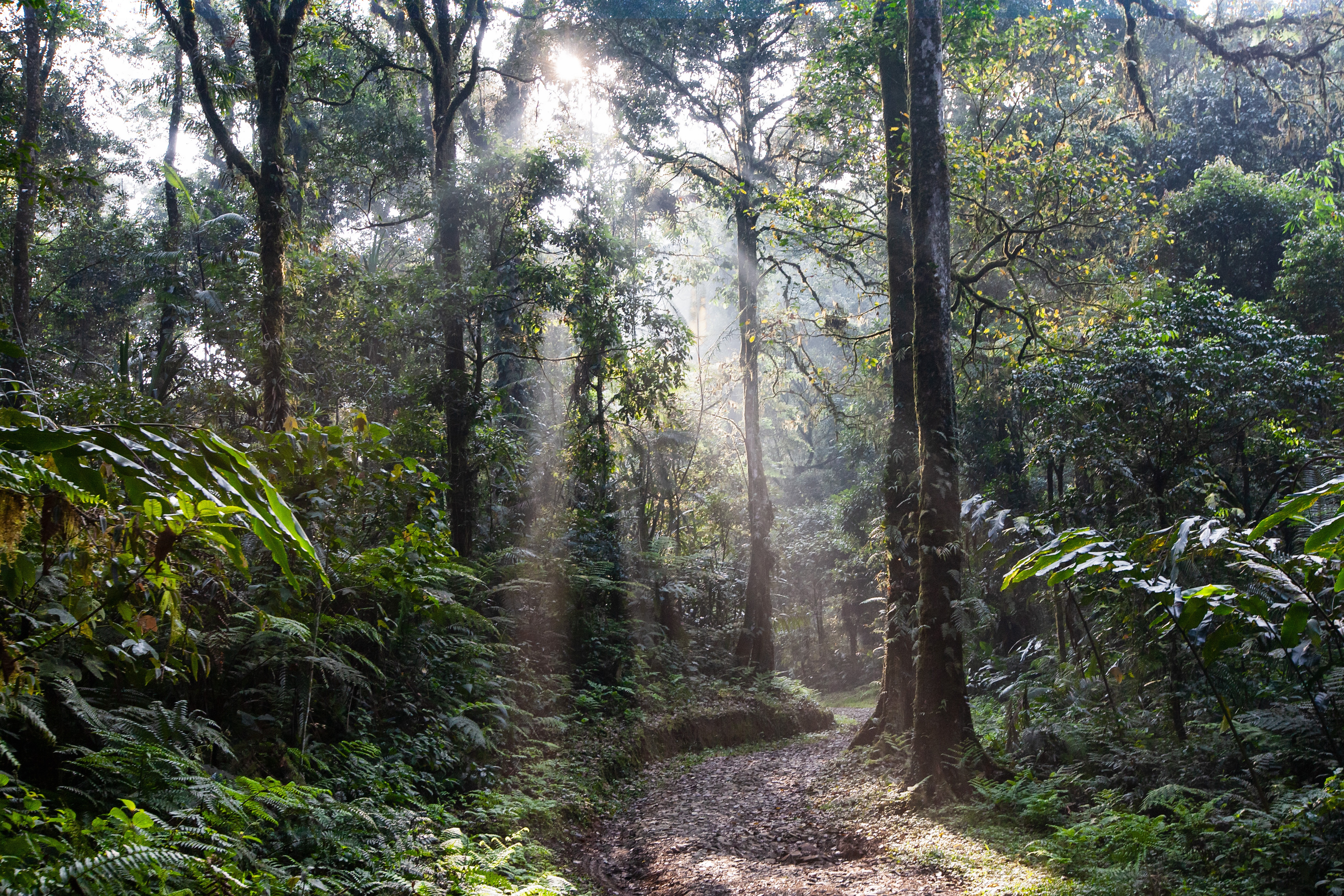 8 Amazon Rainforest Deforestation Facts That Will Shock You - BlogsSoft
