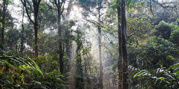 8 Amazon Rainforest Deforestation Facts That Will Shock You - BlogsSoft